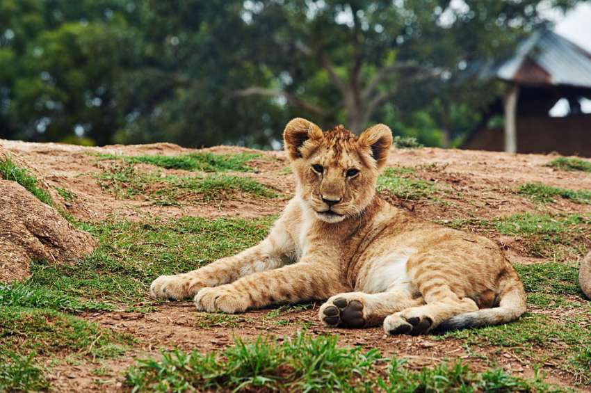 Seine Saint Denis Les Policiers Decouvrent Un Bebe Lion Dans Un Appartement