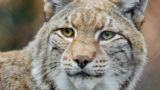 Lynx