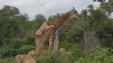 girafe