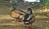 canards