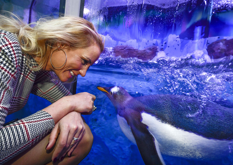 Laquarium Sea Life Célèbre La Naissance De Son 1er Bébé Manchot Royal